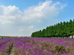 -嘉北郊野公园