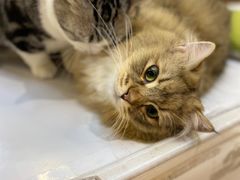 -COLOR PETS 撸猫馆·购猫·猫咖(长风大悦城店)