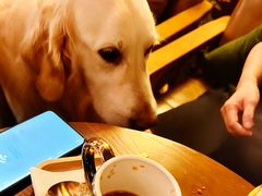 -咖法森林·咖啡  酒吧(天河店)