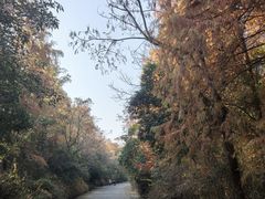 -上海海湾国家森林公园