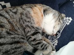 -平行世界·猫咖(首经贸店)