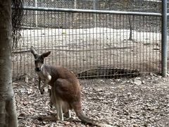 -清迈夜间动物园