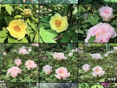 -洛阳市隋唐城遗址植物园