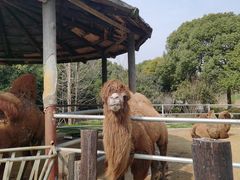 -常州淹城野生动物世界
