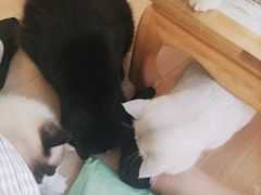 -MOYOYO猫咪咖啡店