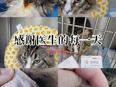 -科道动物医院·急重症中心(万达院)