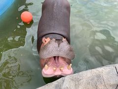 -灵玲国际马戏城
