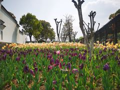 -杭州湾海上花田景区