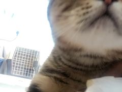 -纳吉亚猫专科动物诊疗中心(蒋宅口分院)