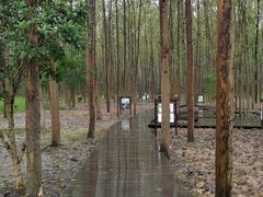 -合肥滨湖国家森林公园