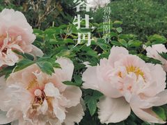 -西安青龙寺遗址景区