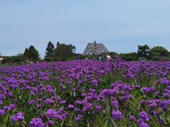 -紫颐香薰山谷景区