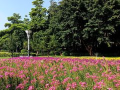 -文华公园(禅城区)