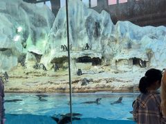 -帝企鹅自助餐厅•儿童岛•真企鹅(长隆企鹅酒店)