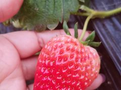 -吉美诺烘焙(公园北路店)