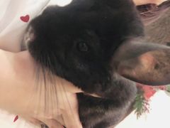 -藦茜花园宠物主题亲子互动体验馆(国顺东路店)
