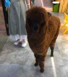 -神奇动物撸宠馆·羊驼·小浣熊·异宠(豫园店)