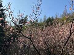 -草庵摩尼教遗址公园