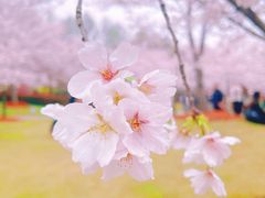 -顾村公园