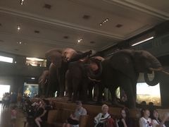 -美国自然历史博物馆