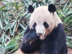 -成都大熊猫繁育研究基地
