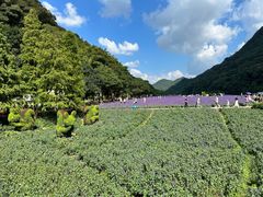 -广州市石门国家森林公园
