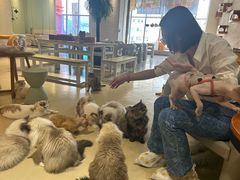 -藏猫猫咖啡主题馆(中央大道店)