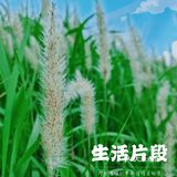 【果然，我最喜欢的还是北方这昏黄色的路灯。】
