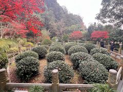 -十八棵（老龙井）御茶园(老龙井店)