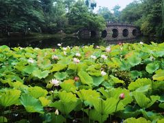 -桂湖森林公园