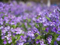 -白塘生态植物园