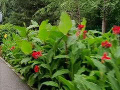 -长白岛森林公园