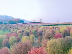 -径山花海