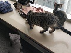 -喵店&猫咖