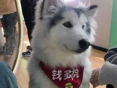-Husky Go! 哈士奇体验馆·宠物咖啡厅狗咖