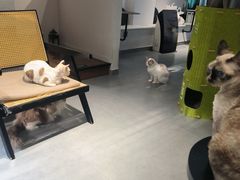 -琪喵猫屋·撸猫猫咖·猫舍