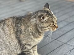 -前叁門