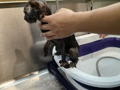 -PETKIT小佩宠物·低压洗护(国顺东路店)