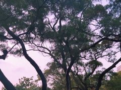 -荔枝公园(福田区)