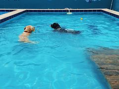 -趣玩宠物乐园寄养训犬训狗游泳池