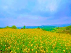 -桑洲油菜花景区