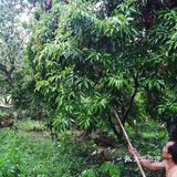 今年广东夏日的荔枝现摘现吃最甜！