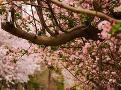 -海棠花溪(元大都城垣遗址公园)