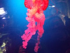 -迪拜水族馆及水下动物园