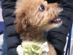 -瑞派福兴宠物医院犬猫全科·骨科·中西医结合(河东店)