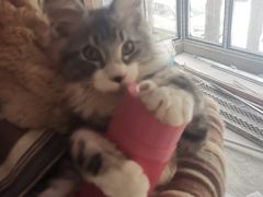-momokira米努特·德文卷毛猫·棉花面纱犬