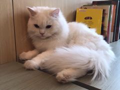 -飞行喵MR PILOT|猫舍·猫咖(静安大融城店)
