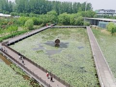 -微山湖红荷湿地景区