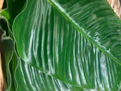 -甘家界牌柠檬鸭(青山店)