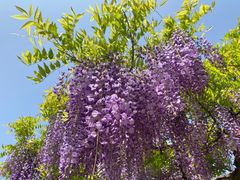 -嘉定紫藤园